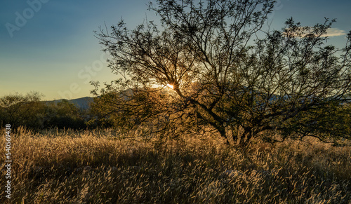Desert Sun setting behind a Mesquite Bush