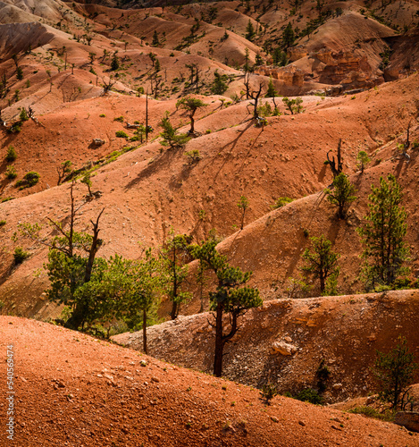 Scuffy Pines struggle in the Arid Bryce Canyon Desert photo