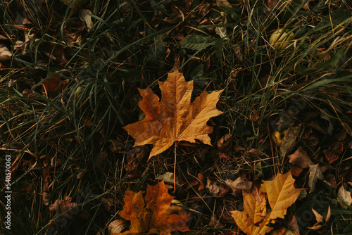 autumn maple leaves © Irina Iriser