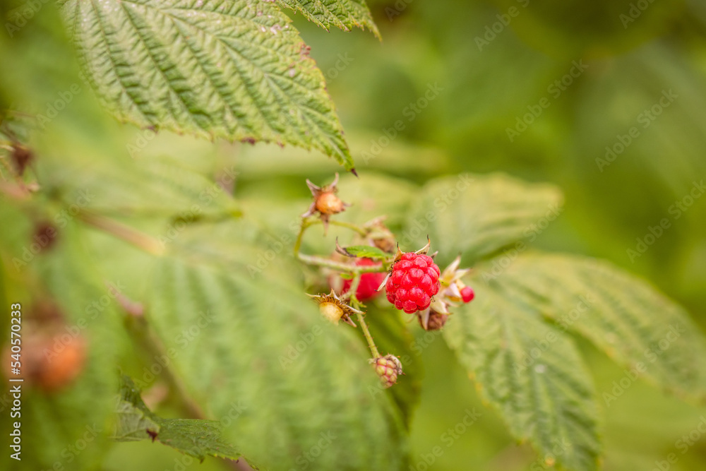 Rubus idaeus pertenece a la familia de las rosaceae. Rubus idaeus pertenece a la familia de las rosaceae.