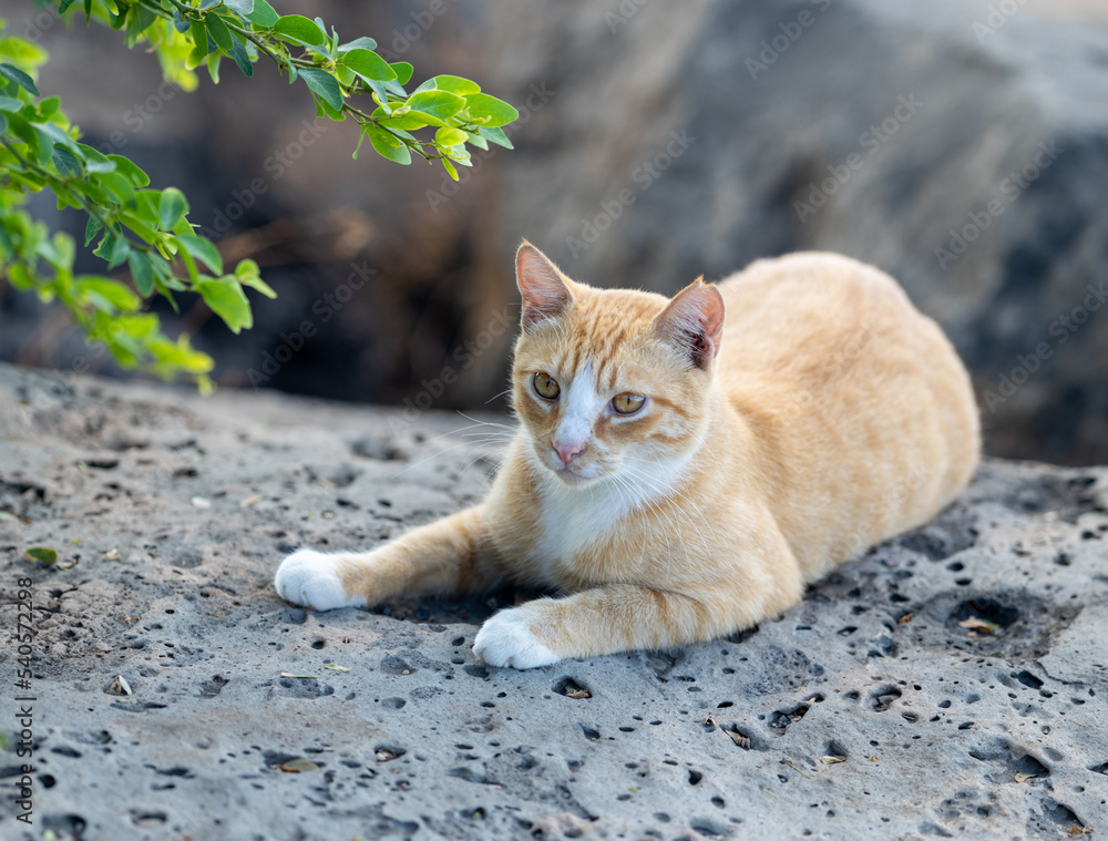 Orange Tabby Cat Resting on a Black Boulder. Orange Tabby Cat Resting on a Black Boulder.