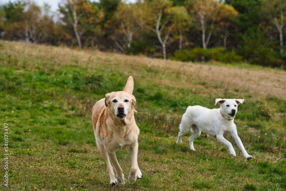 草原を走る2匹の犬 Stock Photo | Adobe Stock