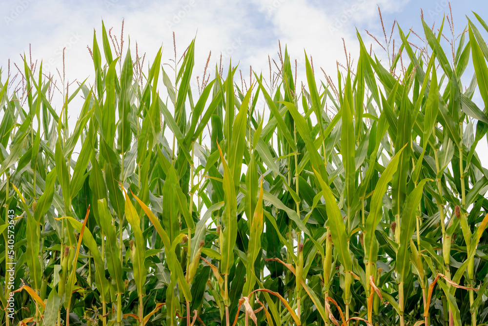 Obraz premium Landscape nature view of young corn trees in the field with green leaves under blue sky and white could, Full grown maize plants in plantation on countryside, Agriculture industry in Netherlands.