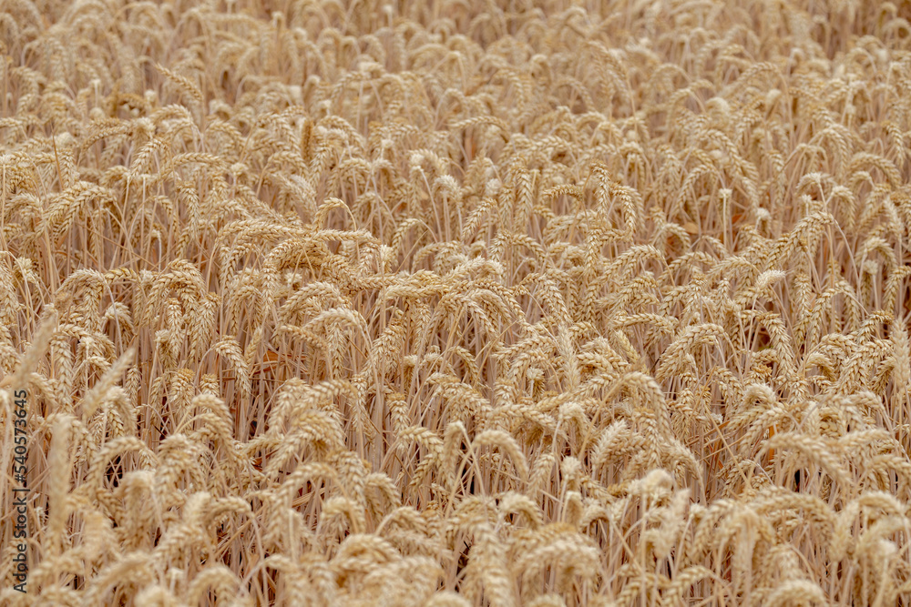 Selective focus of golden yellow grain on the field, Triticum aestivum common bread wheat, Ripe ears of green rye in the farm in summer, Agriculture industry in countryside, Nature pattern background. Selective focus of golden yellow grain on the field, Triticum aestivum common bread wheat, Ripe ears of green rye in the farm in summer, Agriculture industry in countryside, Nature pattern background.