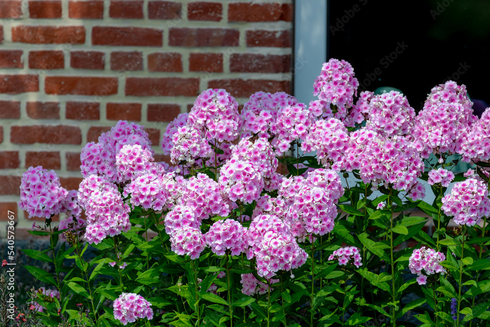 Selective focus bushes of pink flowers with green leaves in the garden, Phlox paniculata is a species of flowering plant in the phlox family, Polemoniaceae in summer, Nature floral pattern background. - obrazy, fototapety, plakaty 