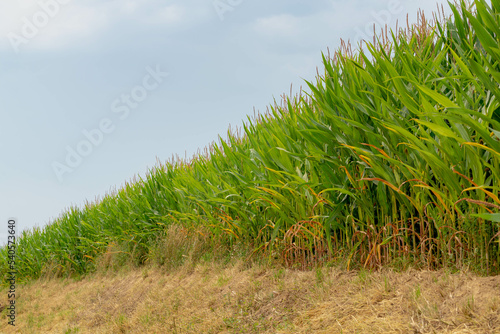 Landscape nature view of young corn trees in the field with green leaves under blue sky and white could, Full grown maize plants in plantation on countryside, Agriculture industry in Netherlands.