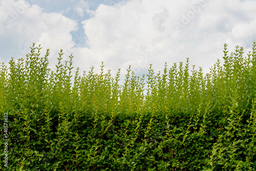 Принти на полотні Selective focus of young soft peak leaves of privet plant under blue sky, Ligustrum ovalifolium is a species of Ligustrum, Green fence wall in the garden, Nature greenery pattern texture background