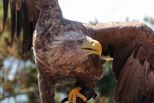 Golden eagle - birds of prey, France