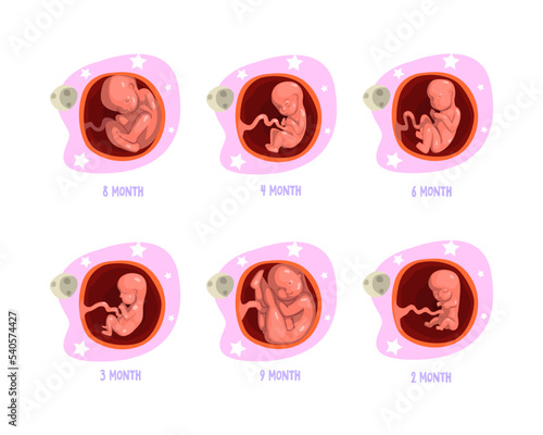 Process of Fetal Development or Embryological Stage Vector Set