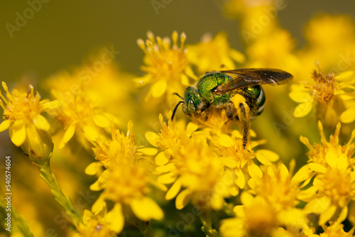 A green bee, possibly a sweat bee (Agapostemon sp.), on the flowers of a goldenrod plant (Solidago sp.) in Bradenton, Florida. (Species IDs are tentative.) photo