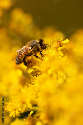 A honeybee (Apis mellifera), or a similar looking species of bee, visits goldenrod (Solidago sp.) flowers.