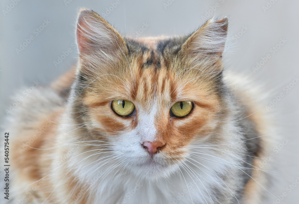 Beautiful cat looking at camera. Cat face closeup, isolated Beautiful cat looking at camera. Cat face closeup, isolated