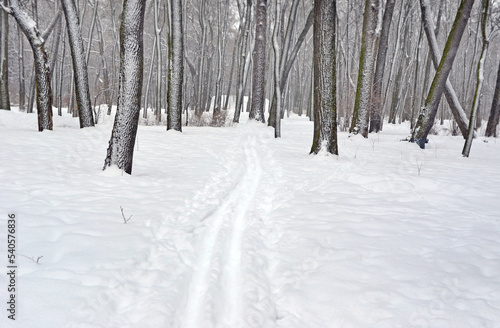 Winter forest or park with ski track