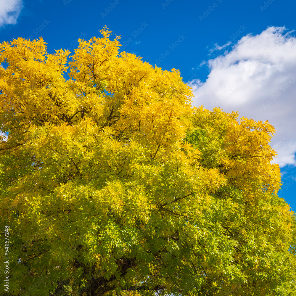 Colorful yellow and green autumn foliage along the Rio Grande River in Albuquerque, New Mexico, USA