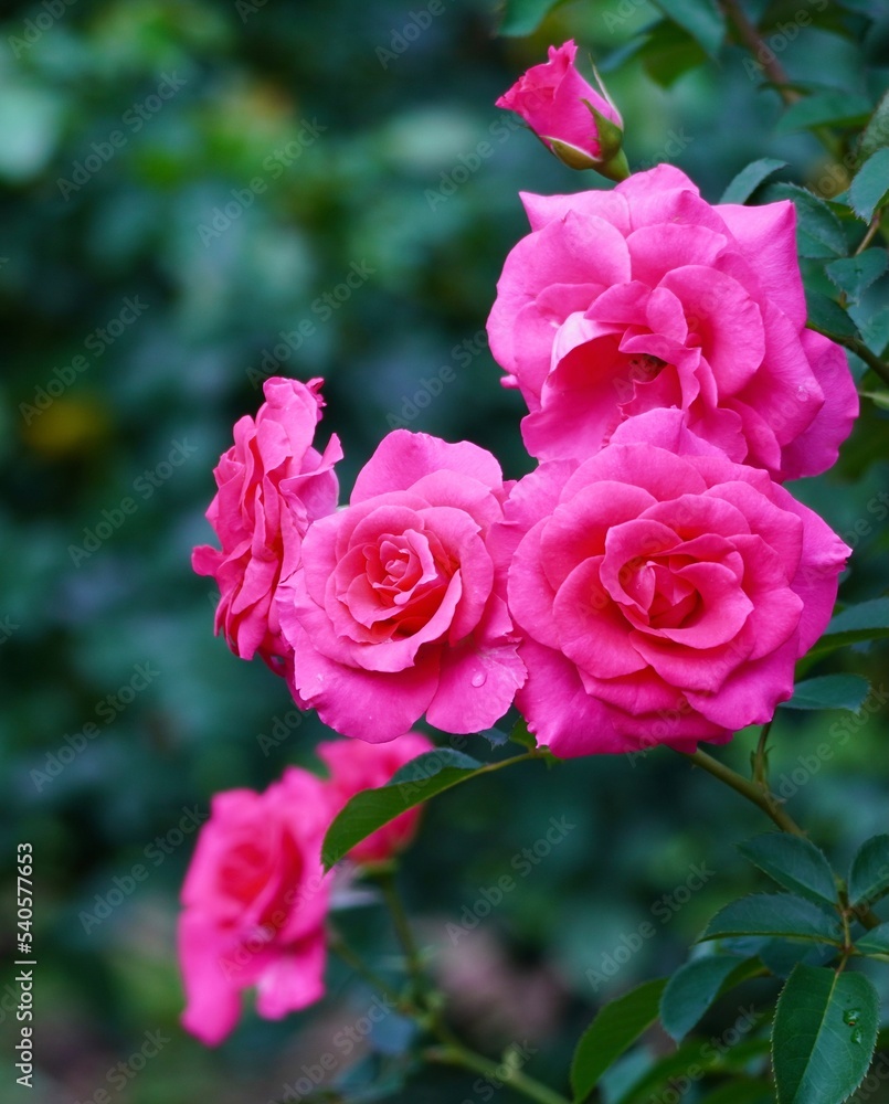 美しい薔薇の花 美しい薔薇の花