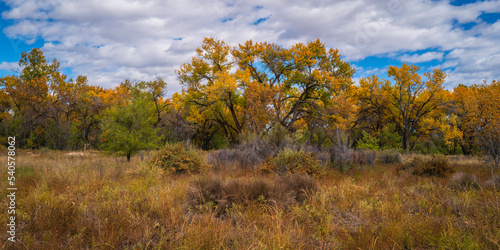 Vibrant yellow autumn leaves of Cottonwood trees at Paseo del Bosque Trail along the Rio Grande River in Albuquerque  New Mexico  USA