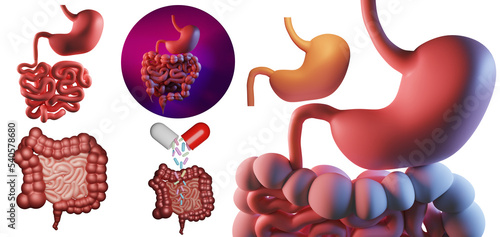 Stomach and intestines. Set...