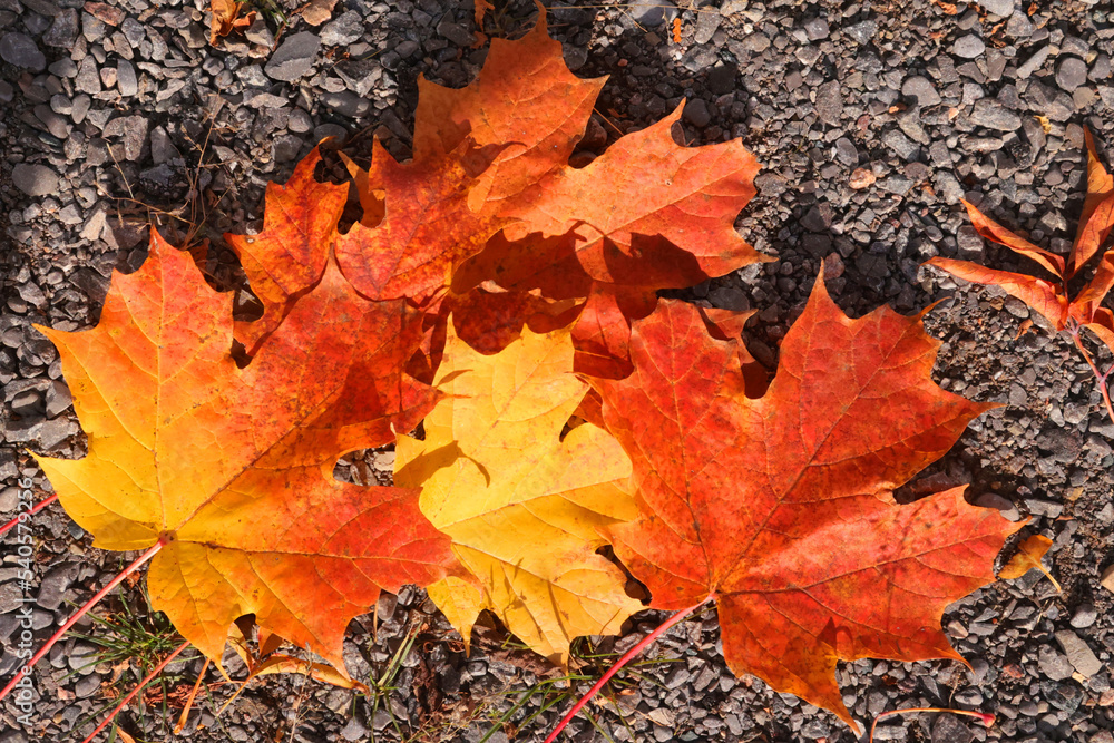Bright fall leaves on the ground in forest trail on beautiful sunny fall day Bright fall leaves on the ground in forest trail on beautiful sunny fall day