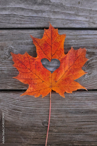 Bright orange maple leaf with heart cut out on weatheed deck lumber