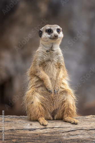 Fotografie It’s insane how people came to tell me this meerkat’s expression reminds them of Vladimir Putin, of Russia