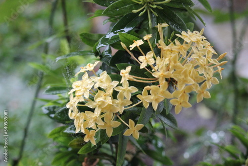 Close up of Ashoka (Saraca asoca) flower in yellow color photo