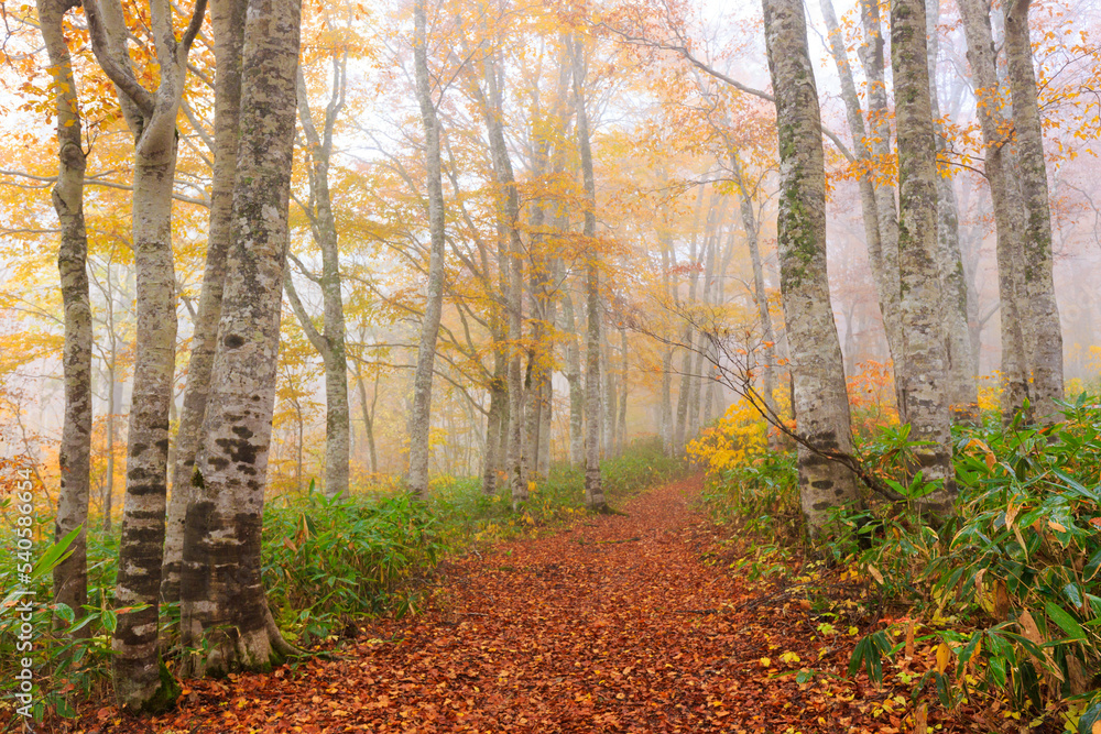 Fototapeta premium path in autumn forest