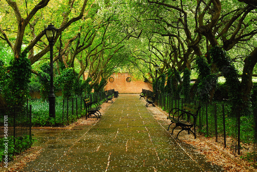 A canopy of the cherry blossom trees, just after they shed their blossoms, hags over a pathway in New York's Central Park