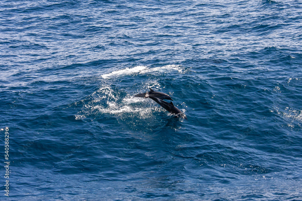 Naklejka premium カリフォルニア沖