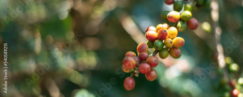 Close up of Arabica coffee berry ripening on tree