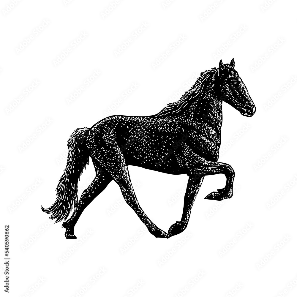 Tennessee Walking Horse hand drawing vector illustration isolated on ...