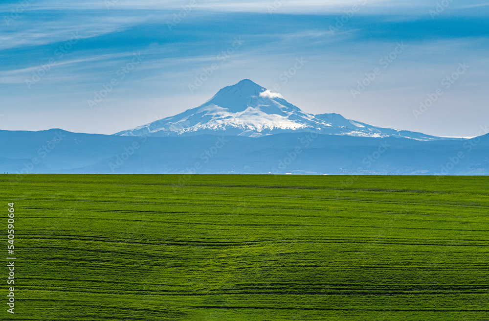 Winter Wheat Coming up thick and strong in north central Oregon. to provide what will become a record harvest. 