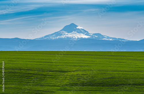 Winter Wheat Coming up thick and strong in north central Oregon. to provide what will become a record harvest. 