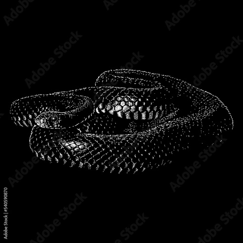 Red-Bellied Black Snake hand drawing. Vector illustration isolated on black background.