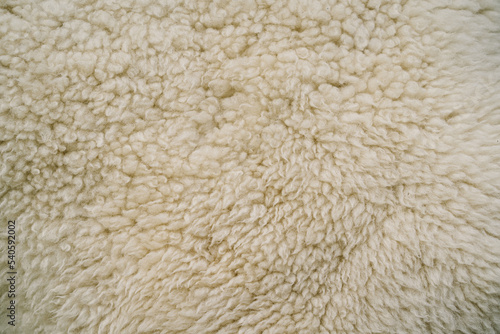 Sheep skin texture. Sheepskin Background. White wool texture background. Natural fluffy fur sheep wool skin texture. Beige color carpet.