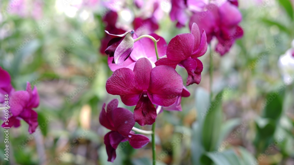 Beautiful dendrobium orchid flowers at the field. Dendrobium is a genus of mostly epiphytic and lithophytic orchids in the family Orchidaceae. It is a very large genus, containing more than 1,800 spec Beautiful dendrobium orchid flowers at the field. Dendrobium is a genus of mostly epiphytic and lithophytic orchids in the family Orchidaceae. It is a very large genus, containing more than 1,800 spec