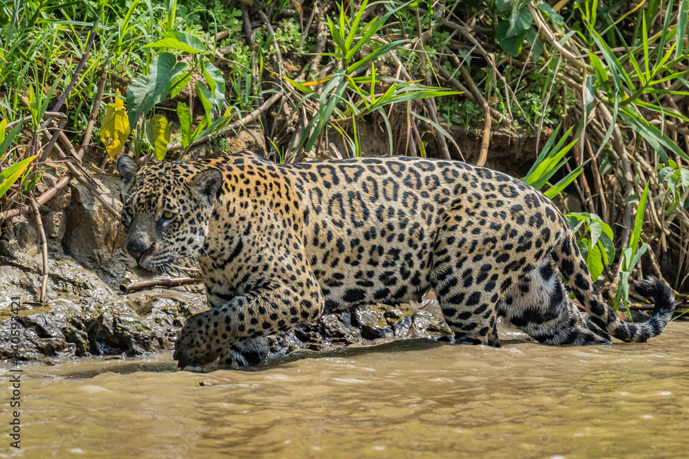 Obraz premium jaguar walking in the river in the Pantanal