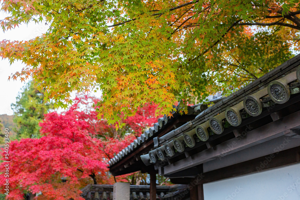 Beautiful fall color near the Tenju-an Temple Beautiful fall color near the Tenju-an Temple