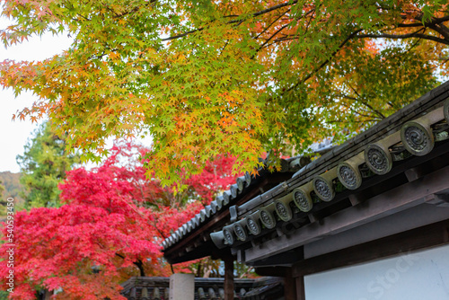 Beautiful fall color near the Tenju-an Temple
