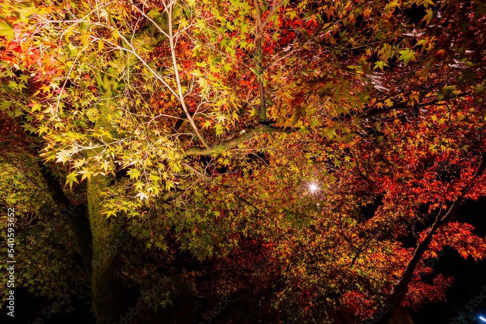 Night fall landscape in the Zenrin-ji Temple Night fall landscape in the Zenrin-ji Temple