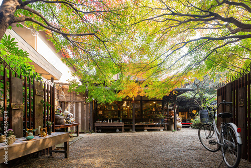 Sunny autumn landsacpe at Arashiyama