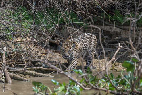 Jaguar hunting while wading in the river - Pantanal.