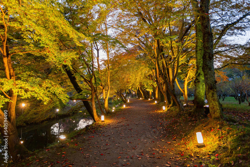 Night view of the fall color in Daikaku Ji photo