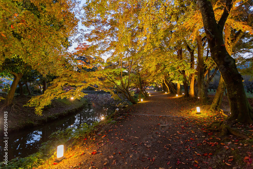 Night view of the fall color in Daikaku Ji
