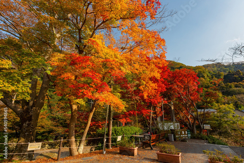 Sunny autumn landsacpe at Mount Hiei