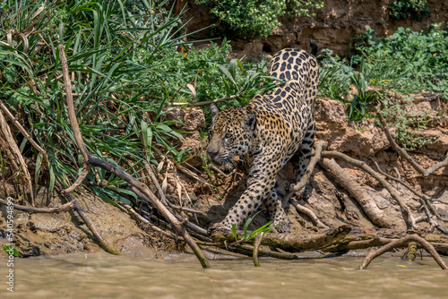 Jaguar at full stretch  entering the water of the Cuiaba river 
