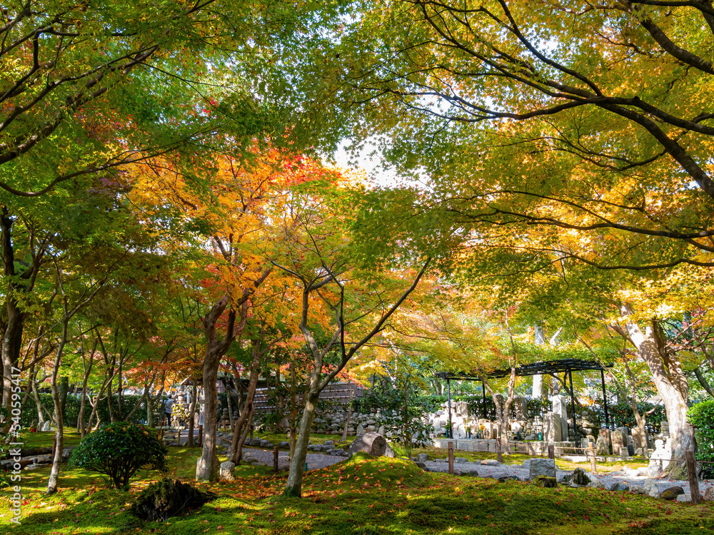 Sunny autumn landscape at Adashino Nenbutsu Ji