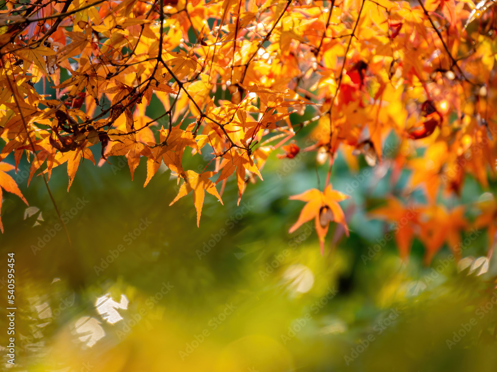 Sunny autumn landsacpe at Seiryo-ji Temple, Arashiyama Sunny autumn landsacpe at Seiryo-ji Temple, Arashiyama