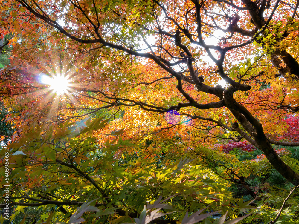 Sunny autumn landsacpe at Seiryo-ji Temple, Arashiyama