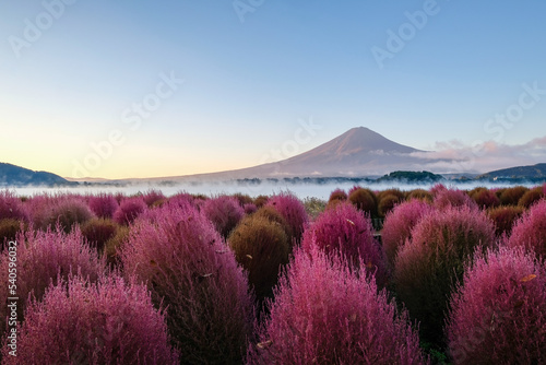 早朝の山梨県河口湖の湖畔のコキアと富士山