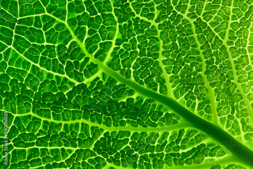 Patterned surface of green Savoy cabbage leaf with many details. Abstract texture background. Close-up, macro photo.